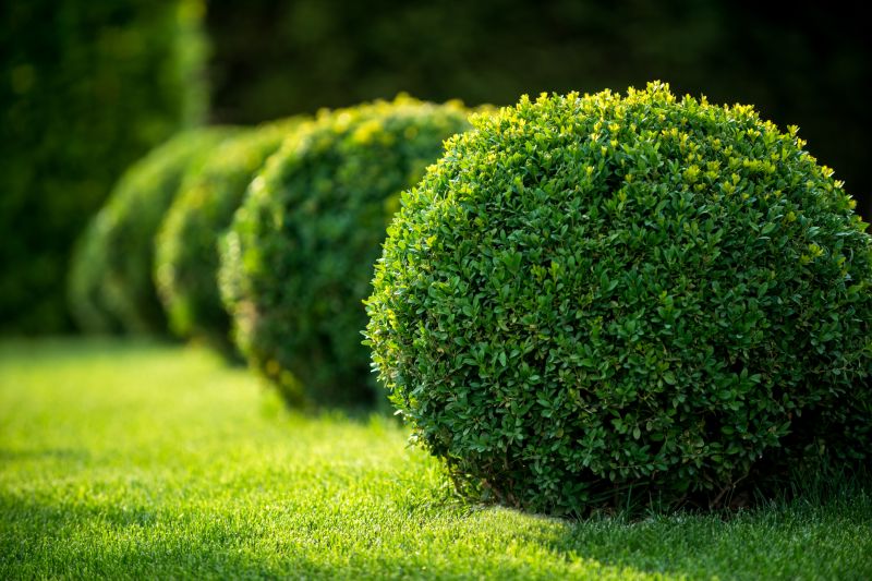 Shrub Care