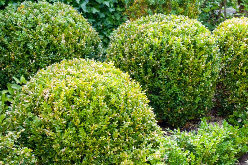 Healthy Landscape with Shrubs